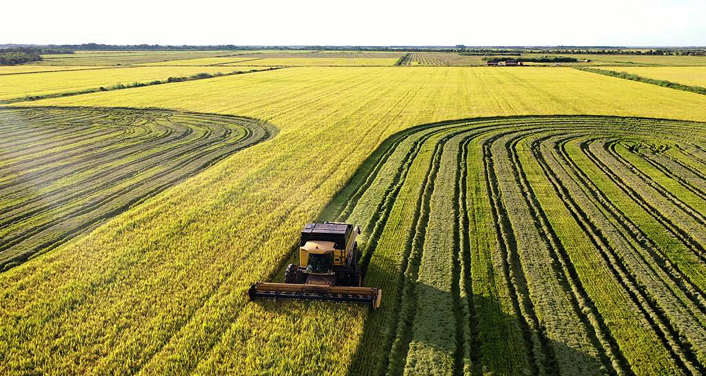 Tocantins se consolida como terceiro maior produtor de arroz do Brasil