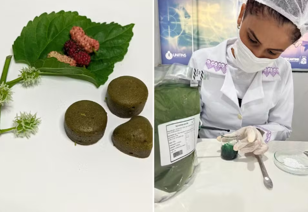 Estudante do IFTO cria goma de mascar de amora que poderia ajudar na menopausa