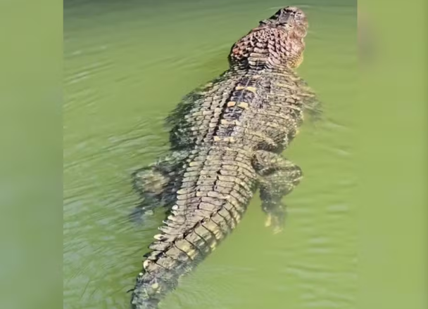 Jacaré gigante vira ‘estimação’ e ganha nome em ilha do TO