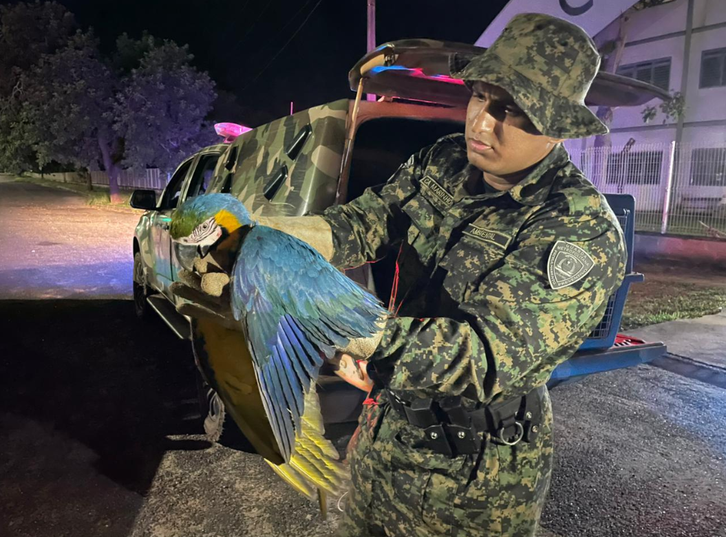 Guarda Metropolitana realiza resgates de animais silvestres em Palmas