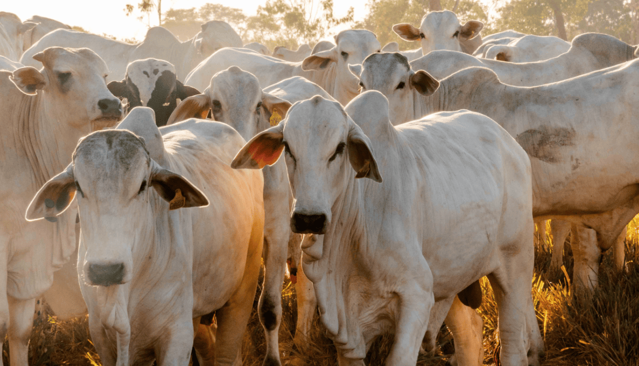 Rebanho bovino do Tocantins é o sexto que mais cresceu no Brasil, com 39,2%