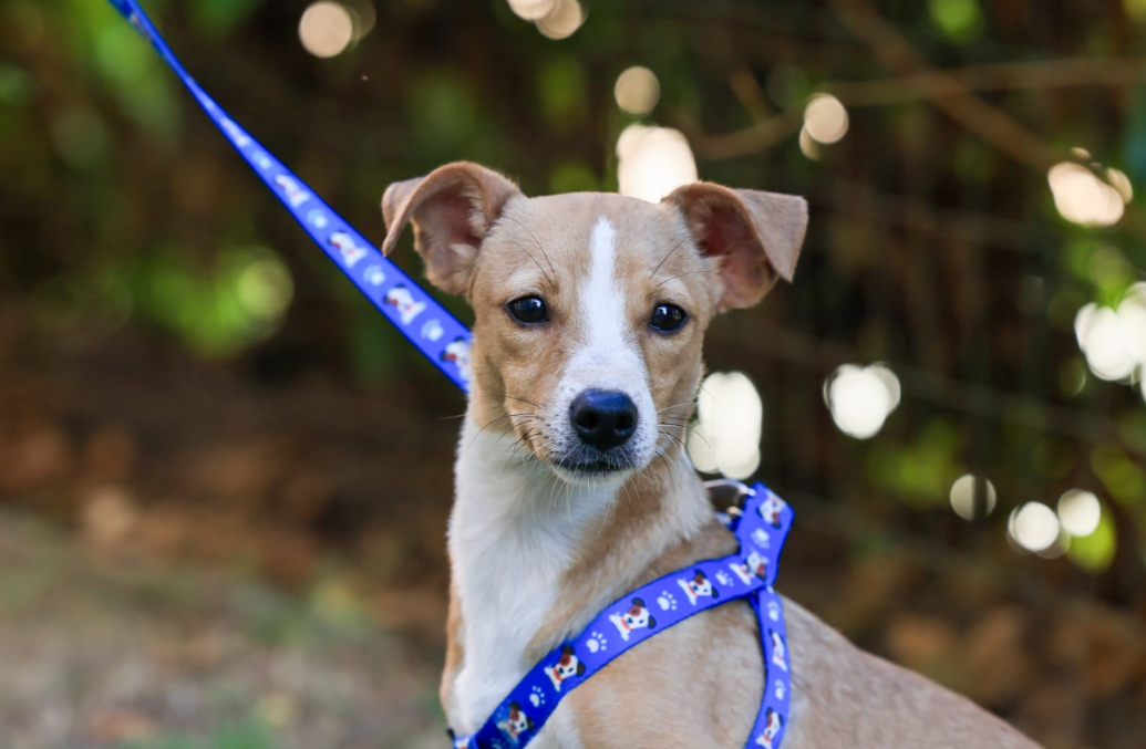 Prefeitura de Palmas disponibiliza banco de leis com normas voltadas à proteção e bem-estar animal