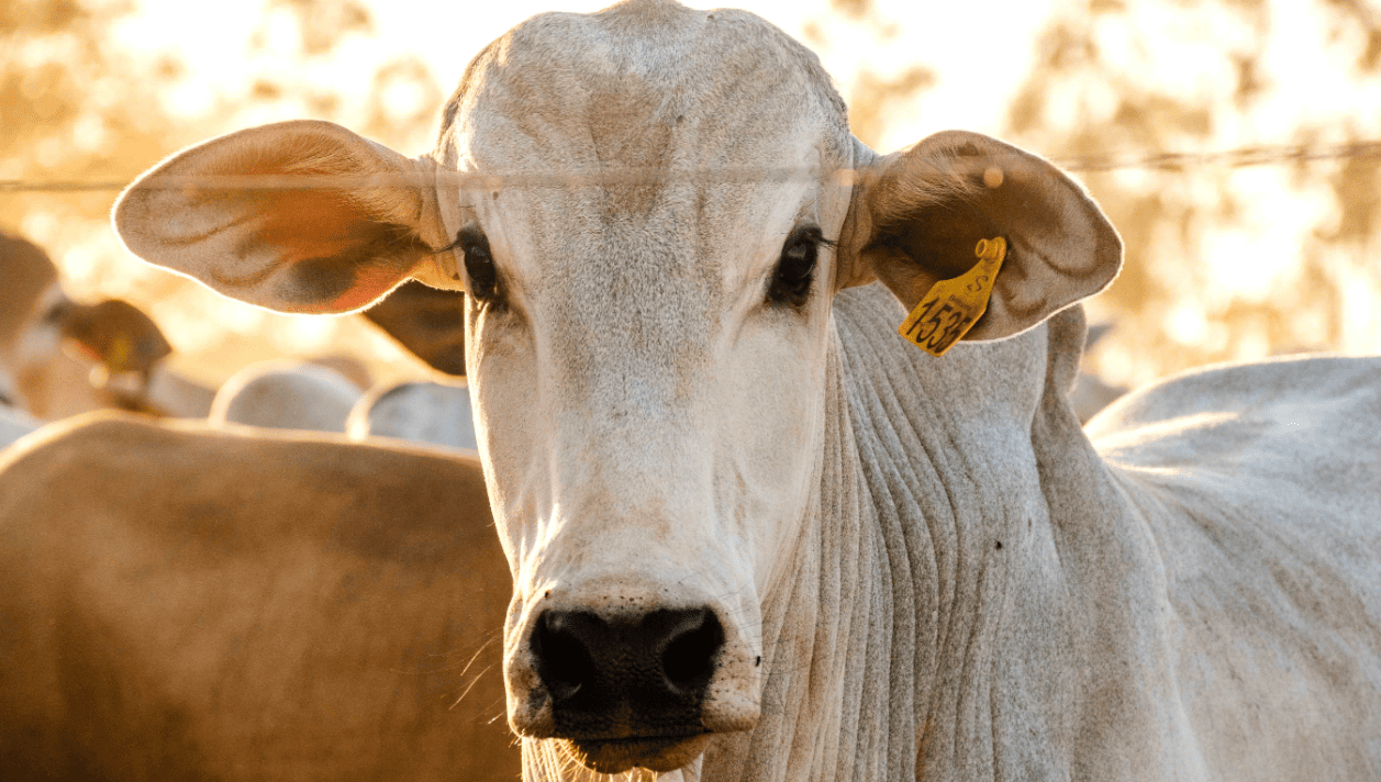 Agrotins 2026 destaca rastreabilidade e fortalece abertura do agro tocantinense para mercados internacionais