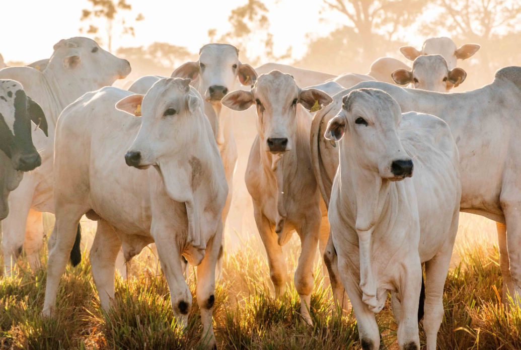 Tocantins figura entre os principais exportadores de carne bovina do país com US$ 633 milhões em vendas ao mercado internacional