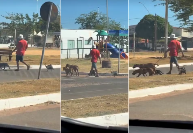 Galinha-d’angola segue cachorros em passeio e viraliza no Tocantins