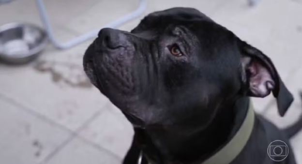 Justiça autoriza criação de cão da raça American Bully em condomínio no Tocantins