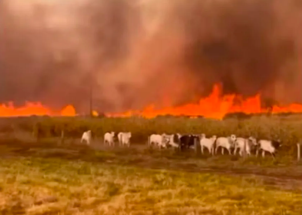 Incêndio destrói 50 hectares em assentamento no Tocantins