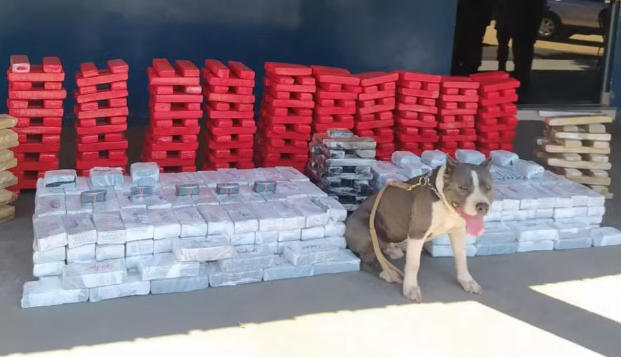 Cão da PM que ajudou a apreender 3 toneladas de drogas é homenageado após morrer no Tocantins