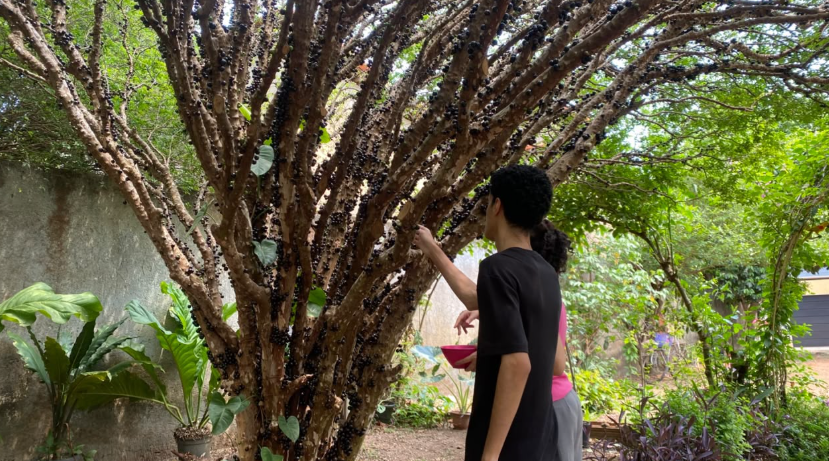Captura de tela 2026-10-13 153309 Rota Gastronômica da Jabuticaba oferece pratos especiais em Taquaruçu