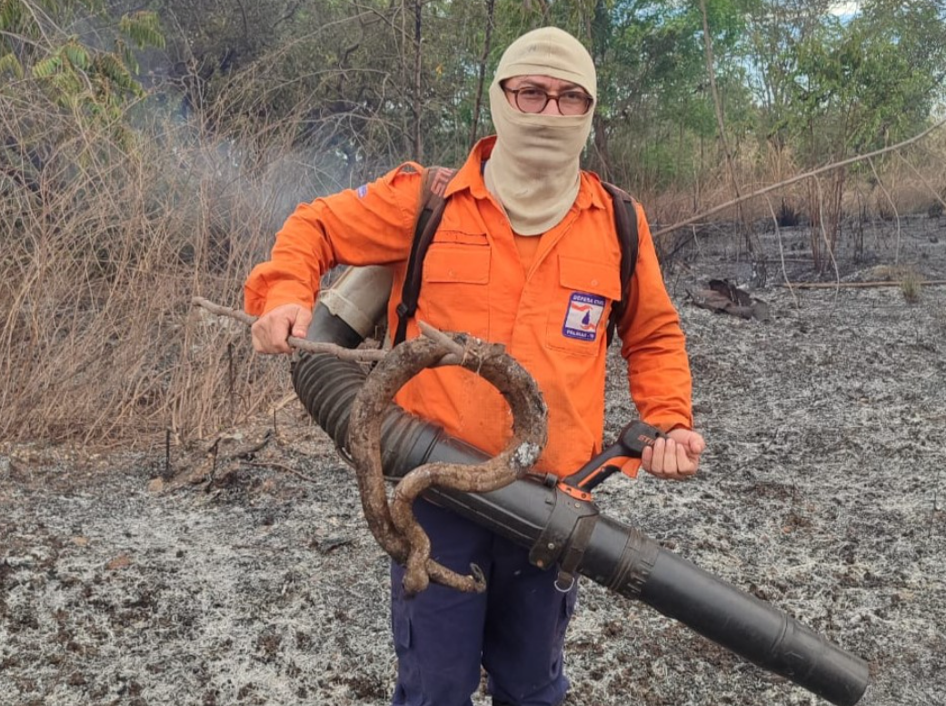 Defesa Civil de Palmas encontra jiboia carbonizada durante combate a incêndio em área verde da cidade
